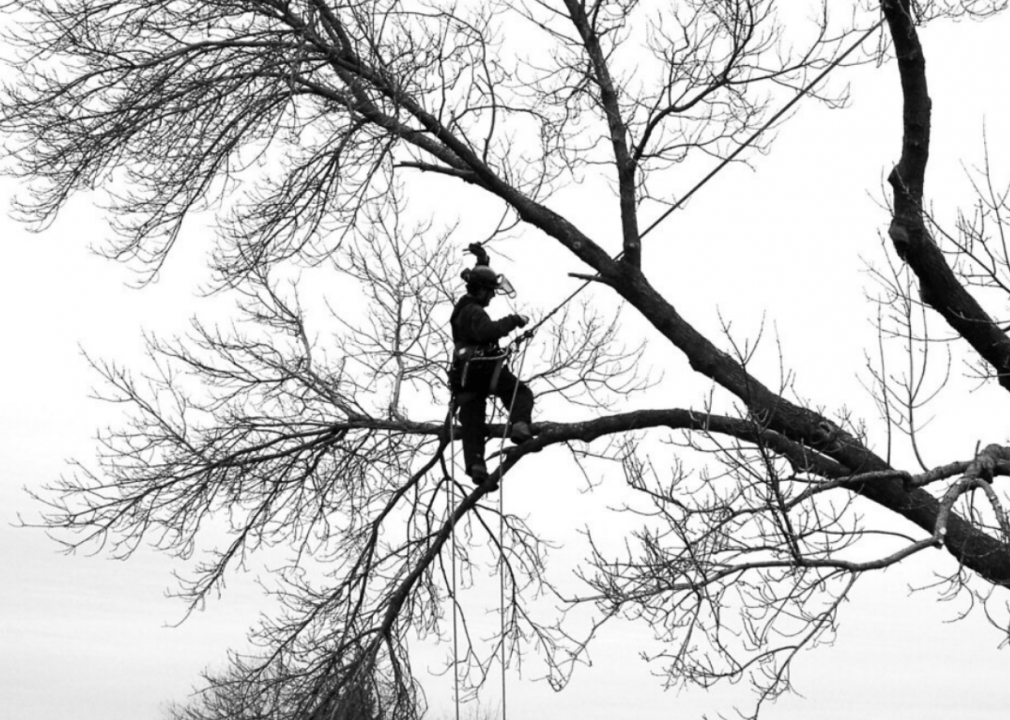 #13. Tree trimmers and pruners